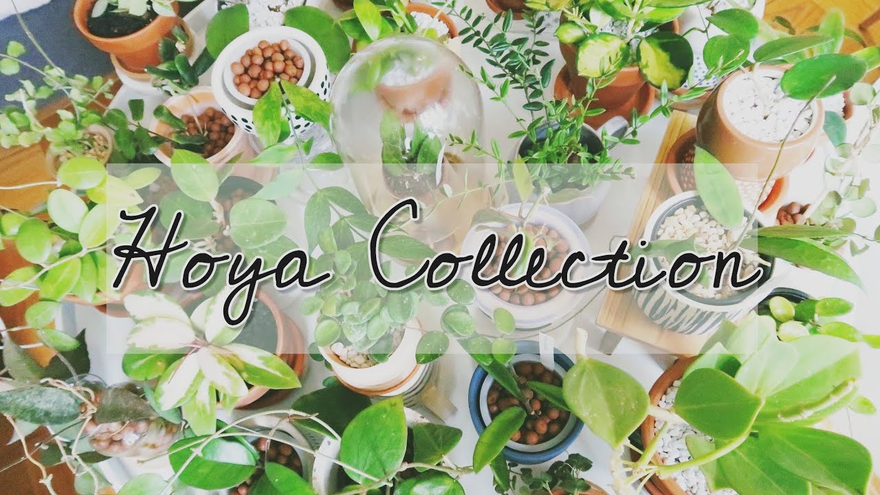 My Complete Hoya Collection Spring 2020