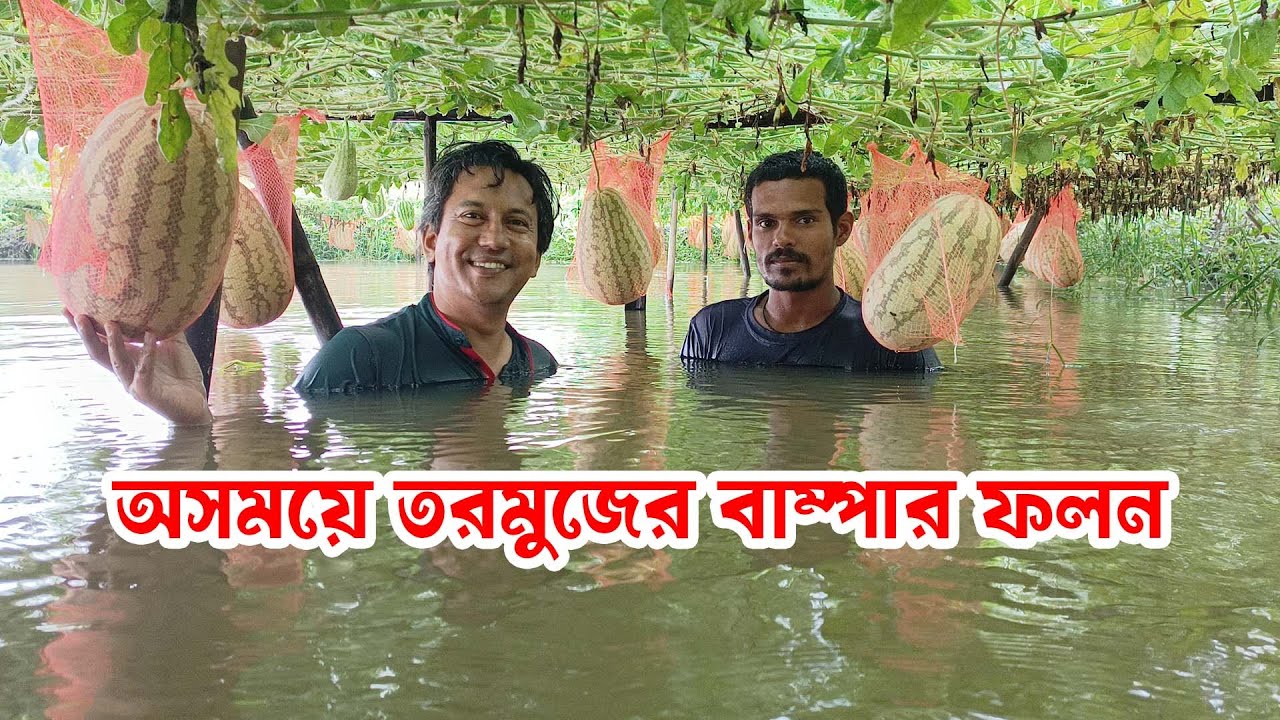 অসময়ে তরমুজের বাম্পার ফলন