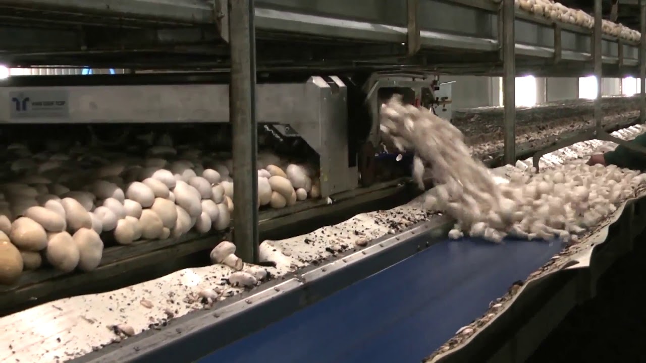 Food Industry Machines That Are At Another Level Will Satisfy You