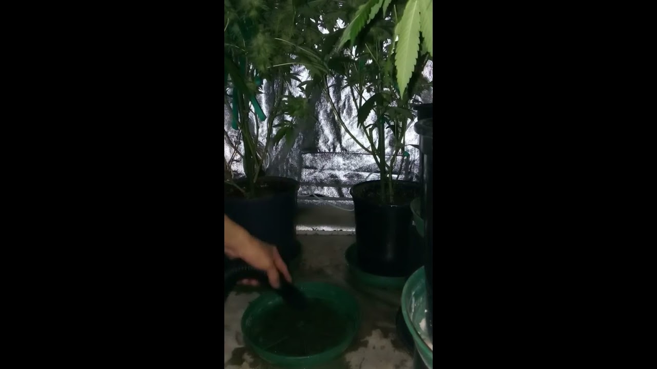 Home grow final flush