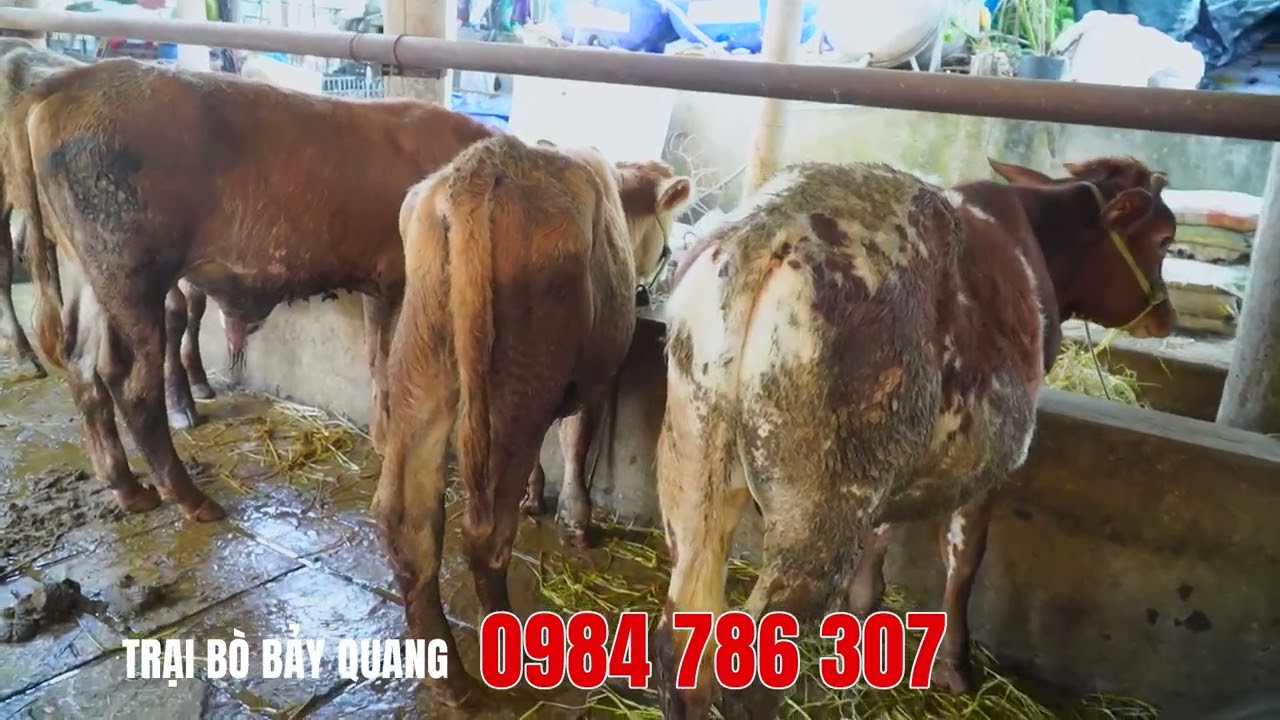 27-01 |  TRẠI BÒ BẢY QUANG BÙNG NỔ VỚI LÔ BÒ CHỈ TỪ 20 TRIỆU!!