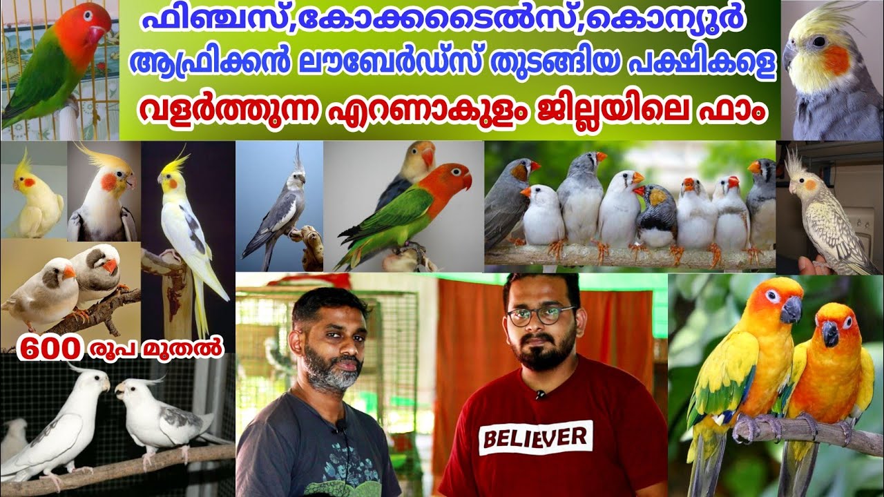 തിരക്കുള്ള ജോലിക്കിടയിലും പക്ഷി വളർത്തി ആനന്ദം കണ്ടെത്തുന്ന ബ്രീഡർ || Finches || Africanlovebirds