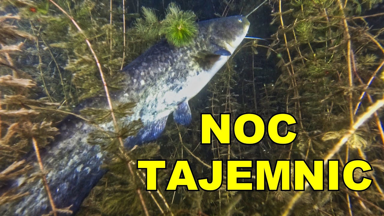 NURKOWANIE ŁAGÓW JEZIORO TRZEŚNIOWSKIE 16.07.2023
