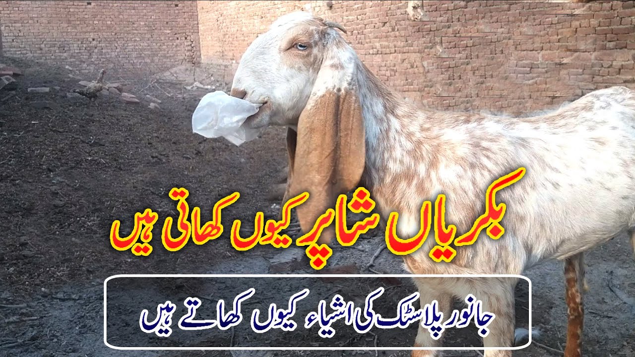 Goat Eating Shoper or plastic بکریاں شاپر یا پلاسٹک کیوں کھاتی ہیں؟