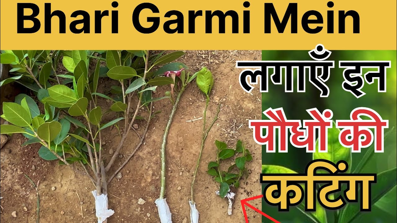 गर्मीयों में लगाएं या कुछ पौधों की कटिंग कुछ आसान तरीके से।best cutting summer plant 🌞🌿