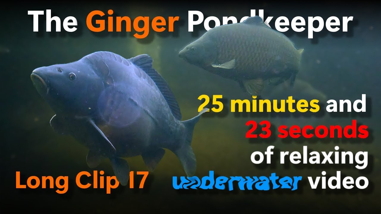 Long Clip 17: 25 minutes and 23 seconds of relaxing underwater video | 27/09/24 10:30am