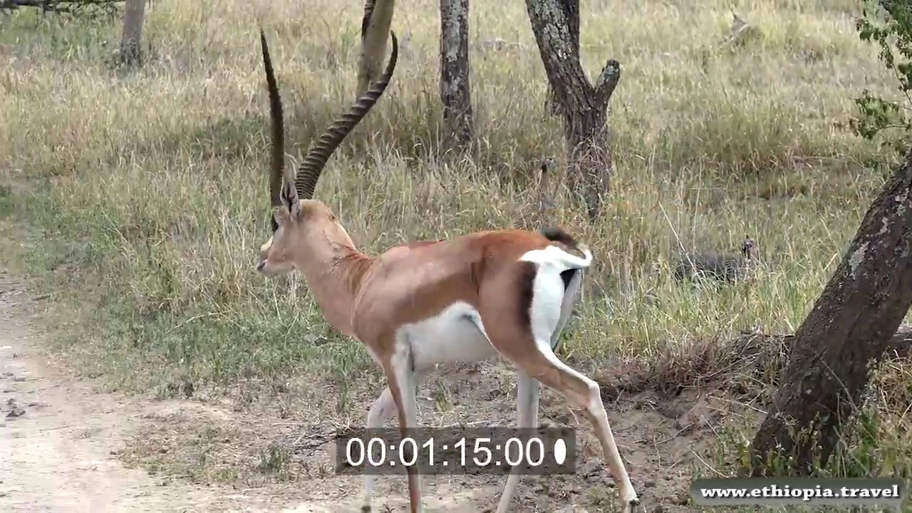Ethiopia - Gazelles