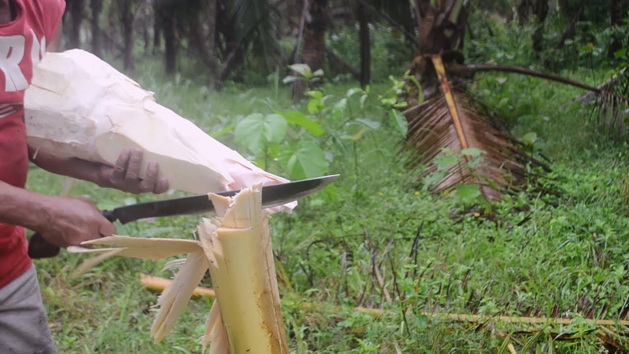 Ubod ng Niyog (Heart of Palm Tree) | Foraging and Cooking 3 WAYS!!!