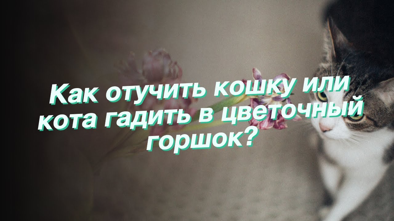 Как отучить кошку или кота гадить в цветочный горшок?