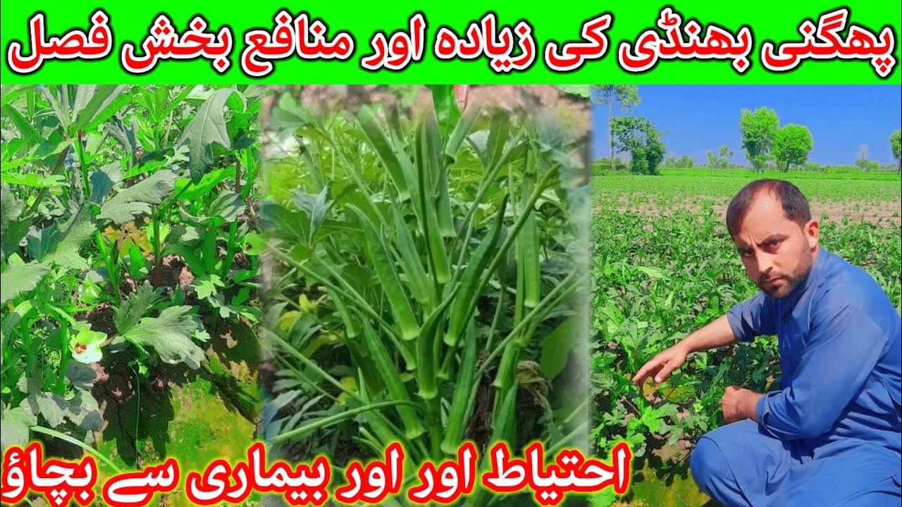 Bhindi ki kasht in pakistan croping #awaispendu #farming  भिंडी की खेती #panjab