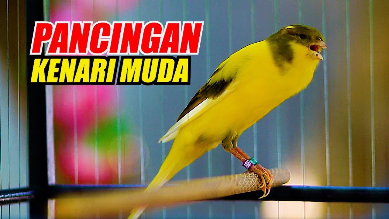 PANCINGAN KENARI MUDA CEPAT BELAJAR BUNYI, KENARI GACOR PANJANG JERNIH