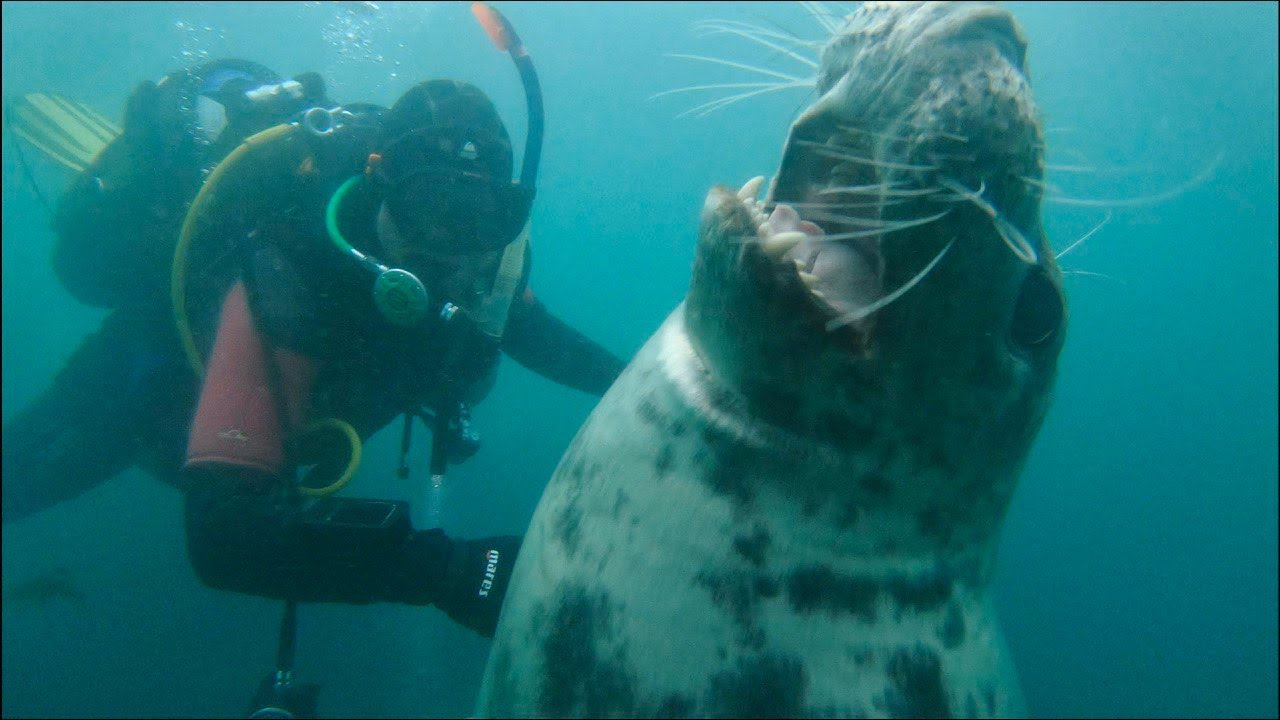 Diving with seals. UK Lundy Island.(Scuba Diving). Nurkowanie z fokami. Nurkowanie w UK