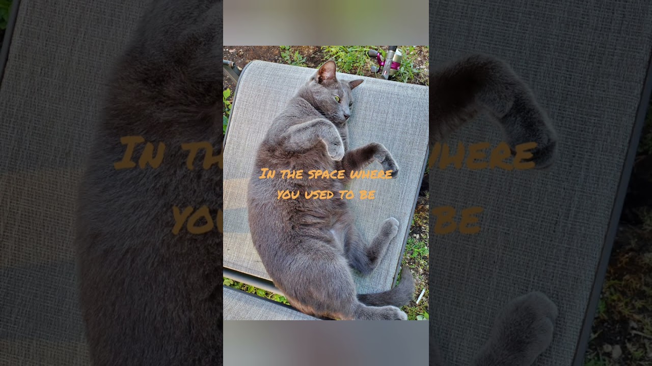 Hazel. A Tribute to my Kitty who Disappeared