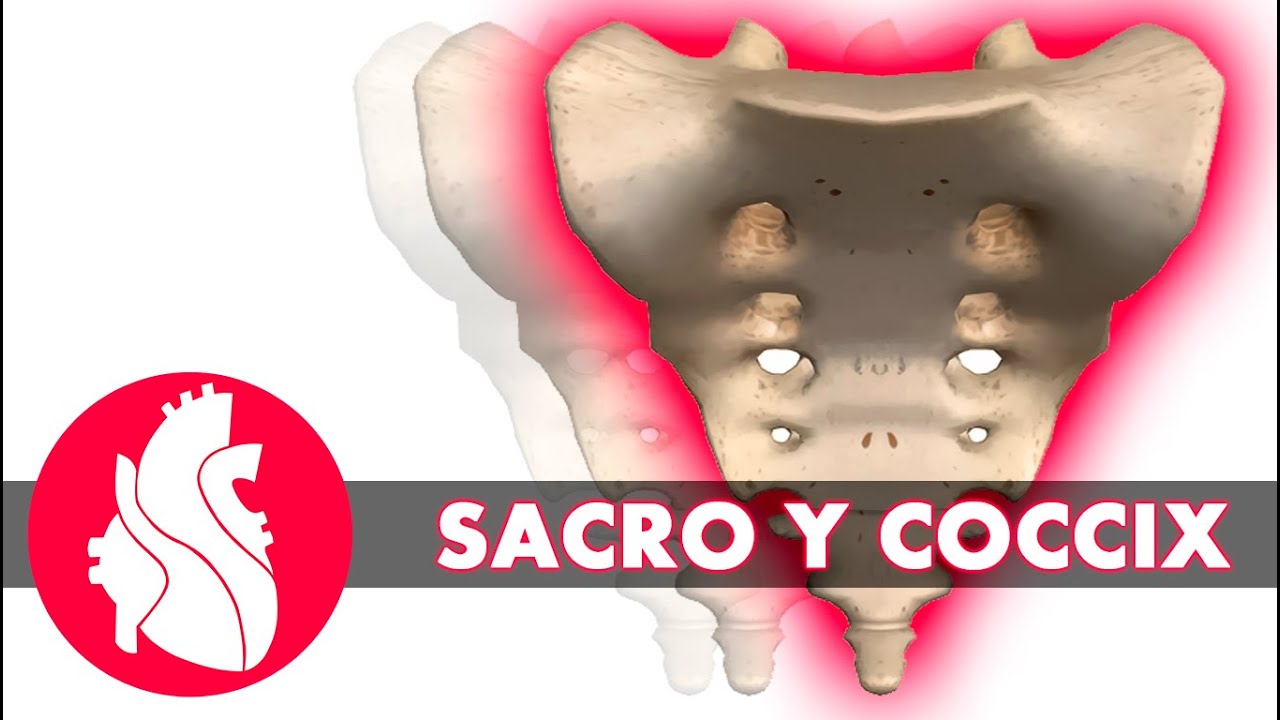 [3D] Osteolog&iacute;a de columna - Sacro y C&oacute;ccix