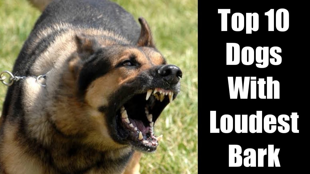 Top 10 Dogs With Loudest Bark ( Unexpected ! )