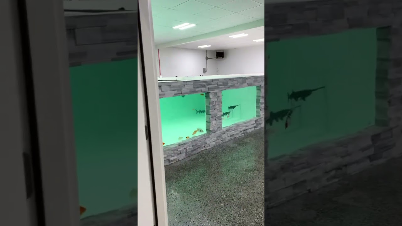 My Dream Fish Tank Before Disaster!! (8,000g)