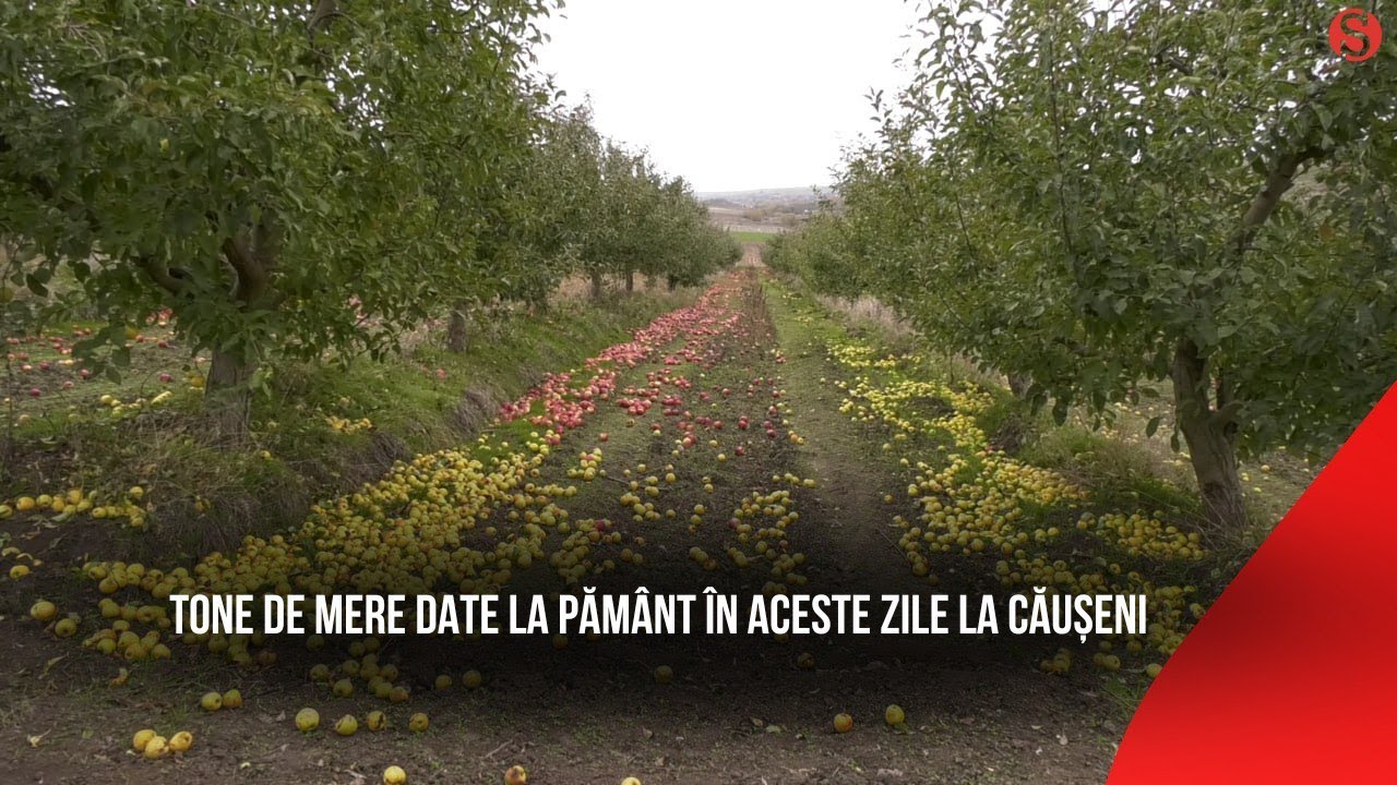 Peste 40 de tone de mere date la pământ în satul Fîrlădenii Noi, Căușeni