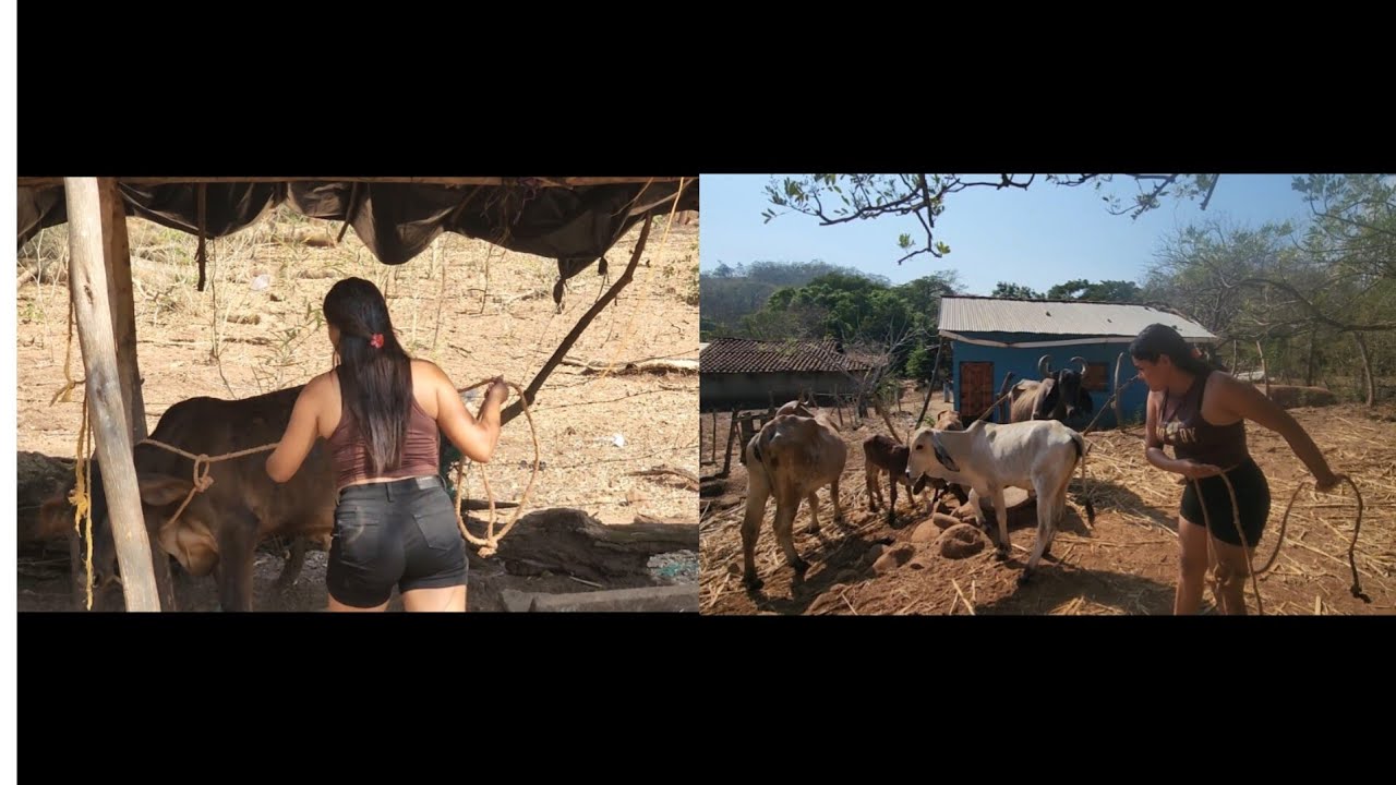 Sofia toda una ganadera le enseña a las vichas como amarrar y enchiquerar las vacas😳😍