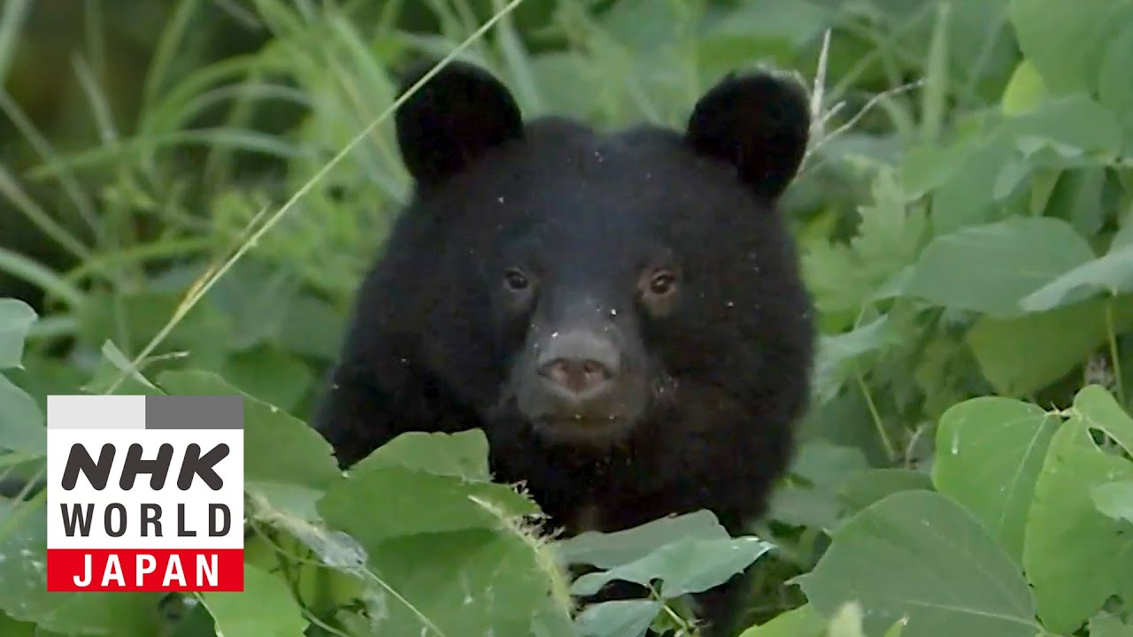 クマの台頭：地球温暖化との関連性 - 影響：気候変動が世界を変える