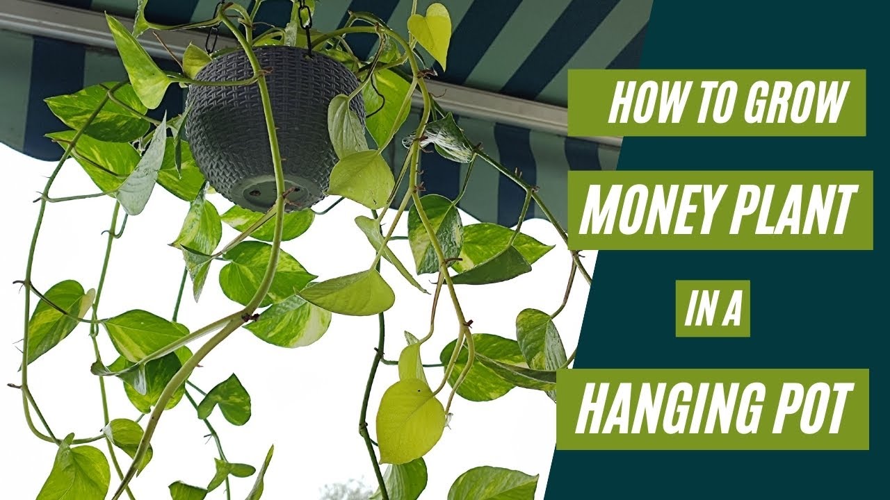 How To Grow Money Plant (Pothos) in a Hanging Pot | How to grow Pothos indoors in a hanging planter.