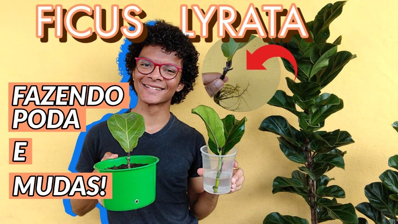 Ficus Lyrata: Poda e geração de Mudas! Tutorial completo com resultado final durante 8 meses!