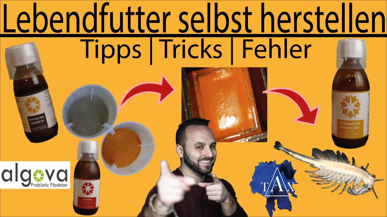 ARTEMIA EIER: Lebendfutter selbst herstellen / Tricks / Tipps / Fehler /TAX