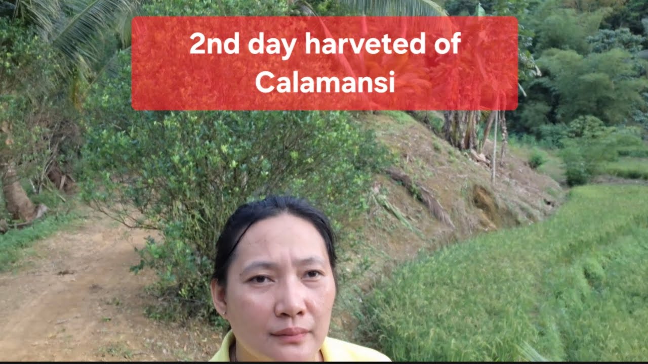 2nd Day Harvested of Calamansi sa Probinsya #nature #trending #blessed 