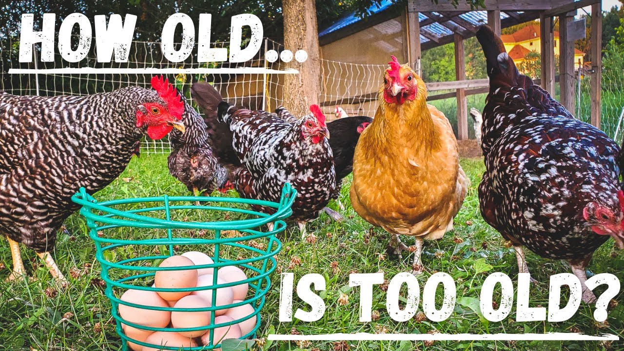 How Long Do Hens Keep Laying? | 2 Minute Quick Tip