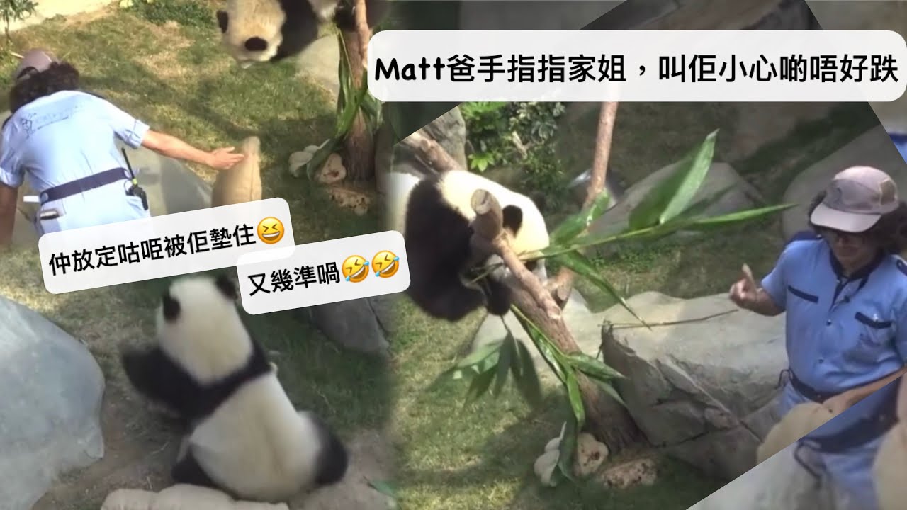 ｜家姐細佬盈盈同場｜10月17日. Matt爸手指指家姐，叫佢小心啲唔好跌｜仲放定咕𠱸被佢墊住.又幾準喎 ｜Ocean Park｜香港大熊貓｜海洋公園｜遊遊蕩蕩放空記｜加加得得｜樂樂｜팬더｜パンダ｜