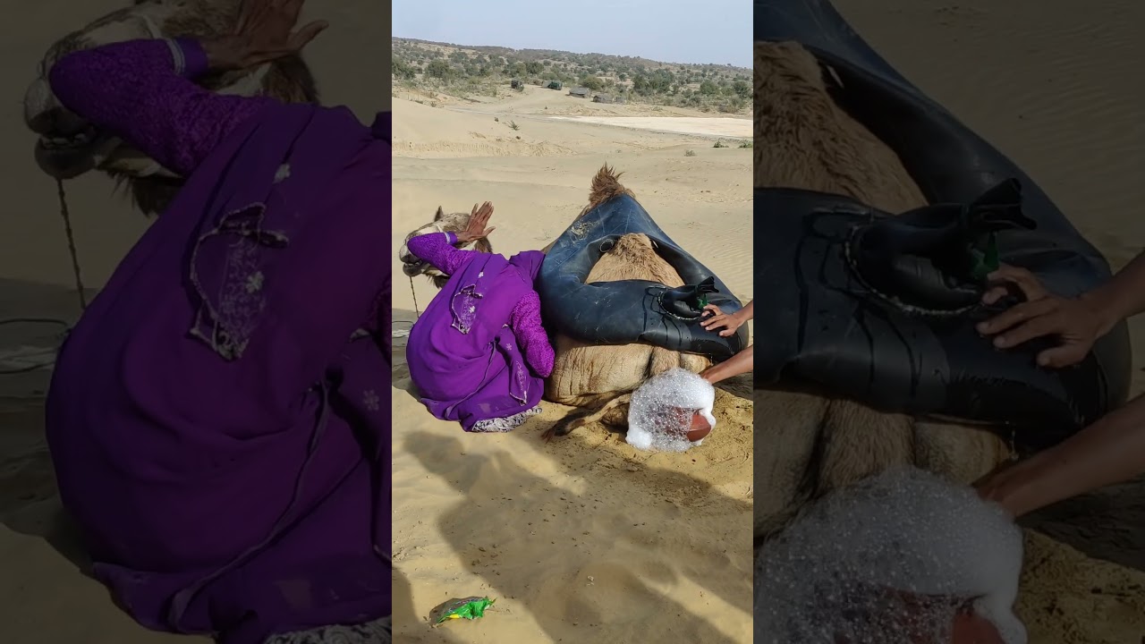 فتاة لا تعرف كيف تربي جملاً صغيراً في الصحراء. #جمال #camel #shorts
