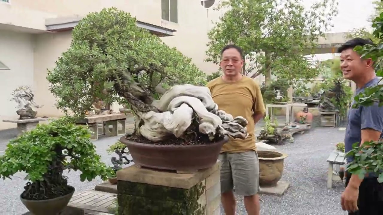 พาชมสวน bonsai fushime ep 2 ครับ