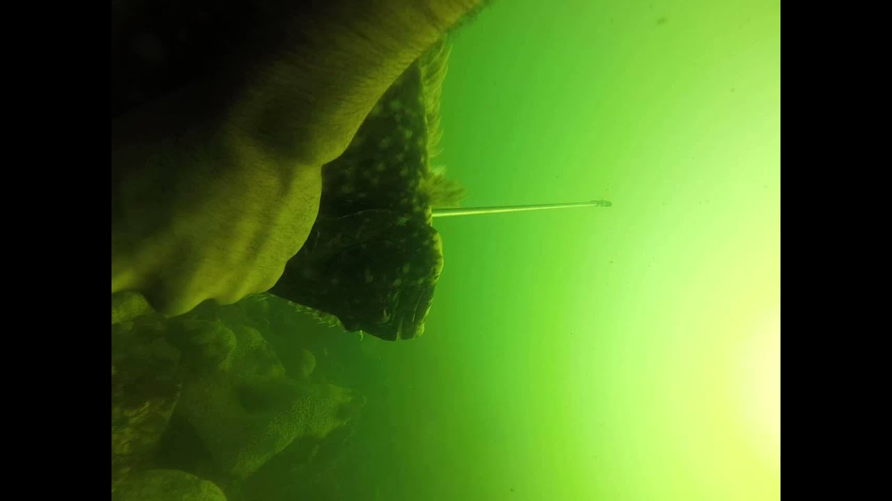 Spearfishing Niantic River, CT