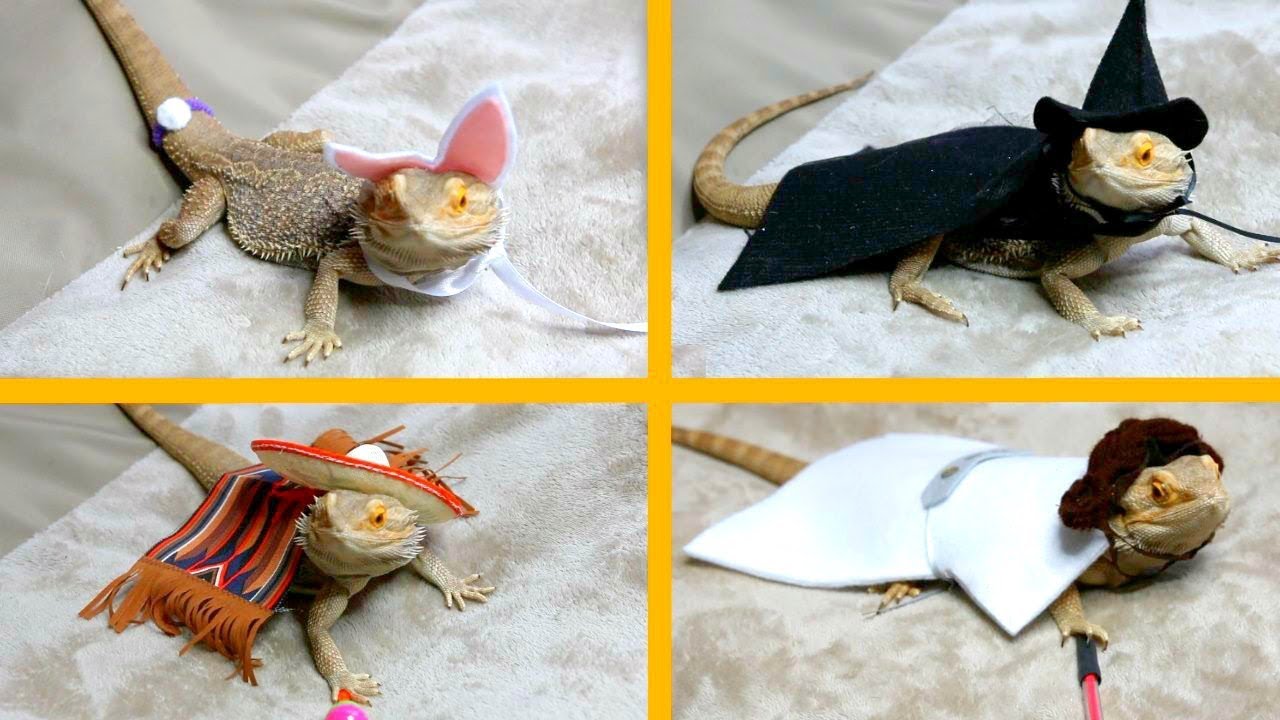 Bearded Dragon Tries On Costumes