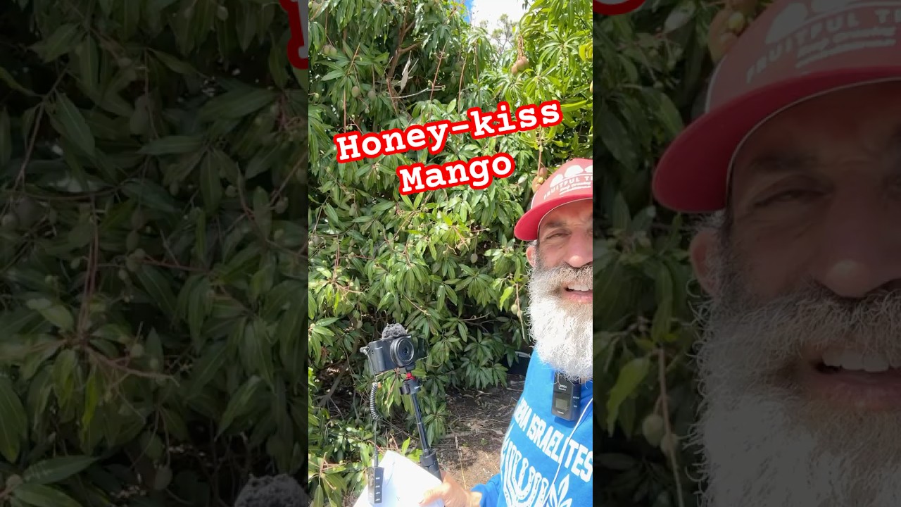 HoneyKiss Mango: The Late-Season Mango You Need in Your Yard!