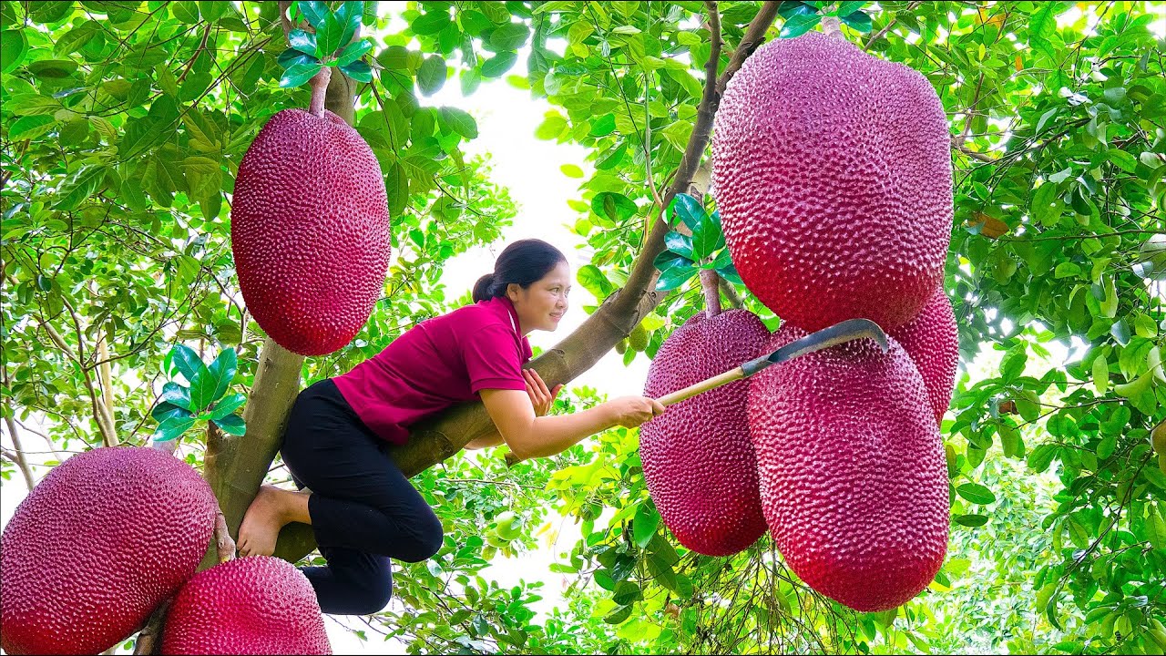 Harvesting Red Jackfruit - Make Jackfruit Sticky Rice Goes to the market sell - Alma Daily Life