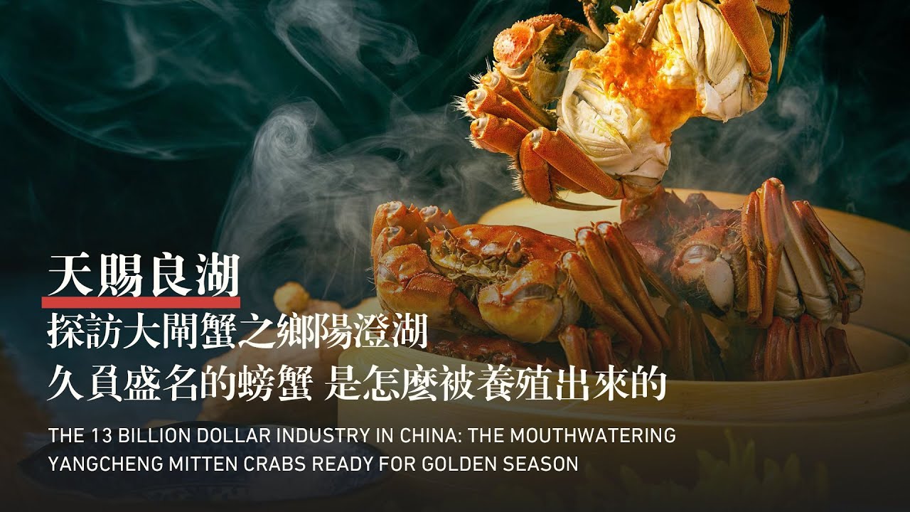 The 13 Billion Dollar Industry in China: the Mouthwatering Yangcheng Mitten Crabs in Golden Season