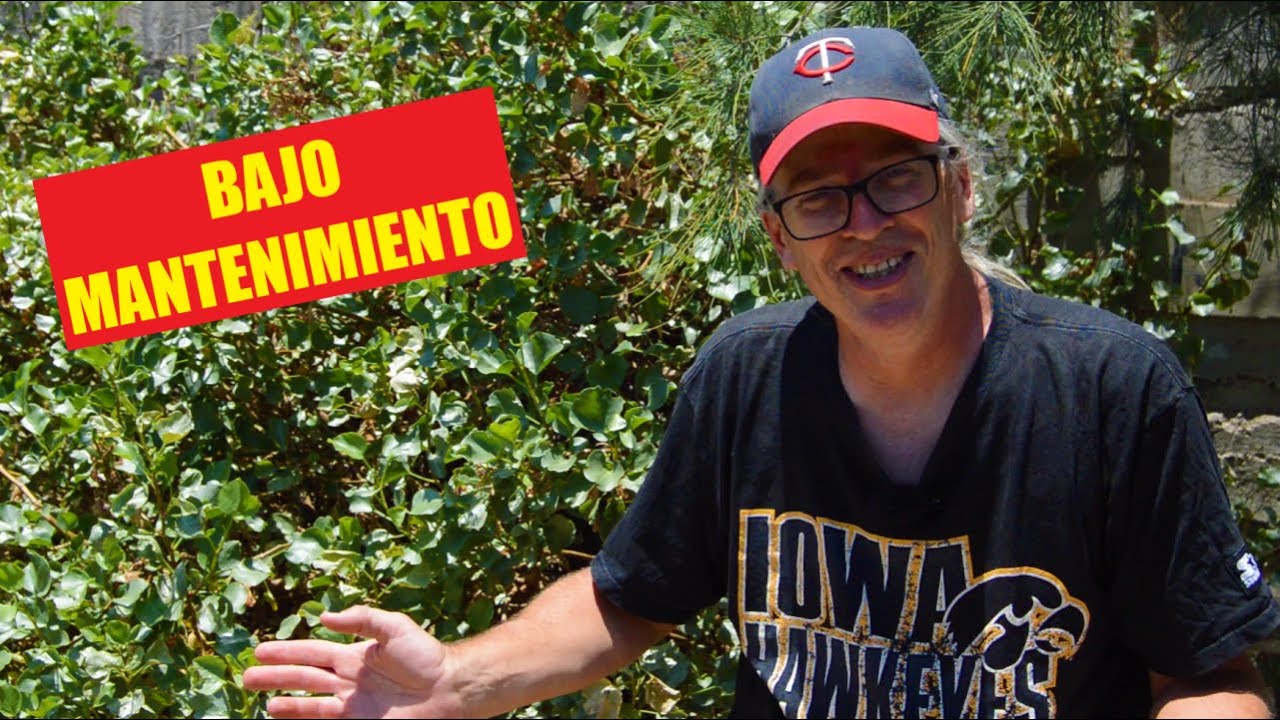 12 ARBUSTOS RESISTENTES para jardín y/o bosque comestible