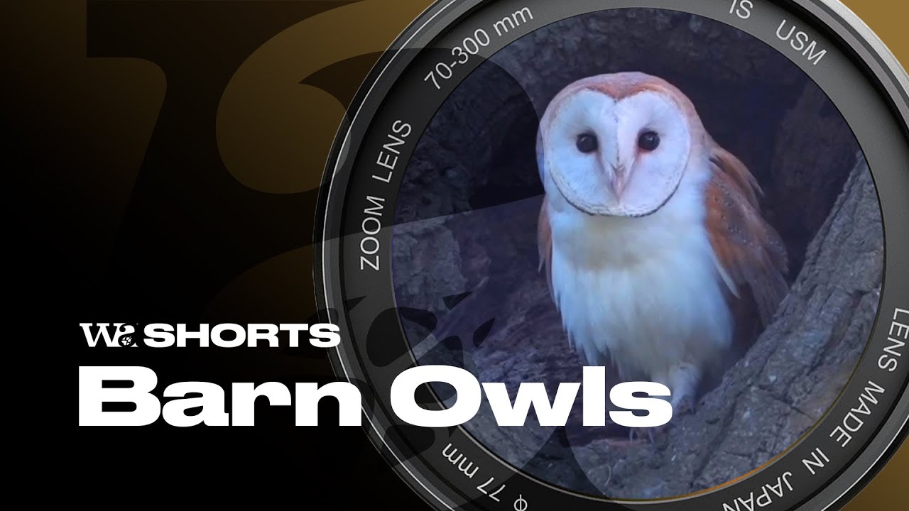 Barney I – My First Barn Owl Film