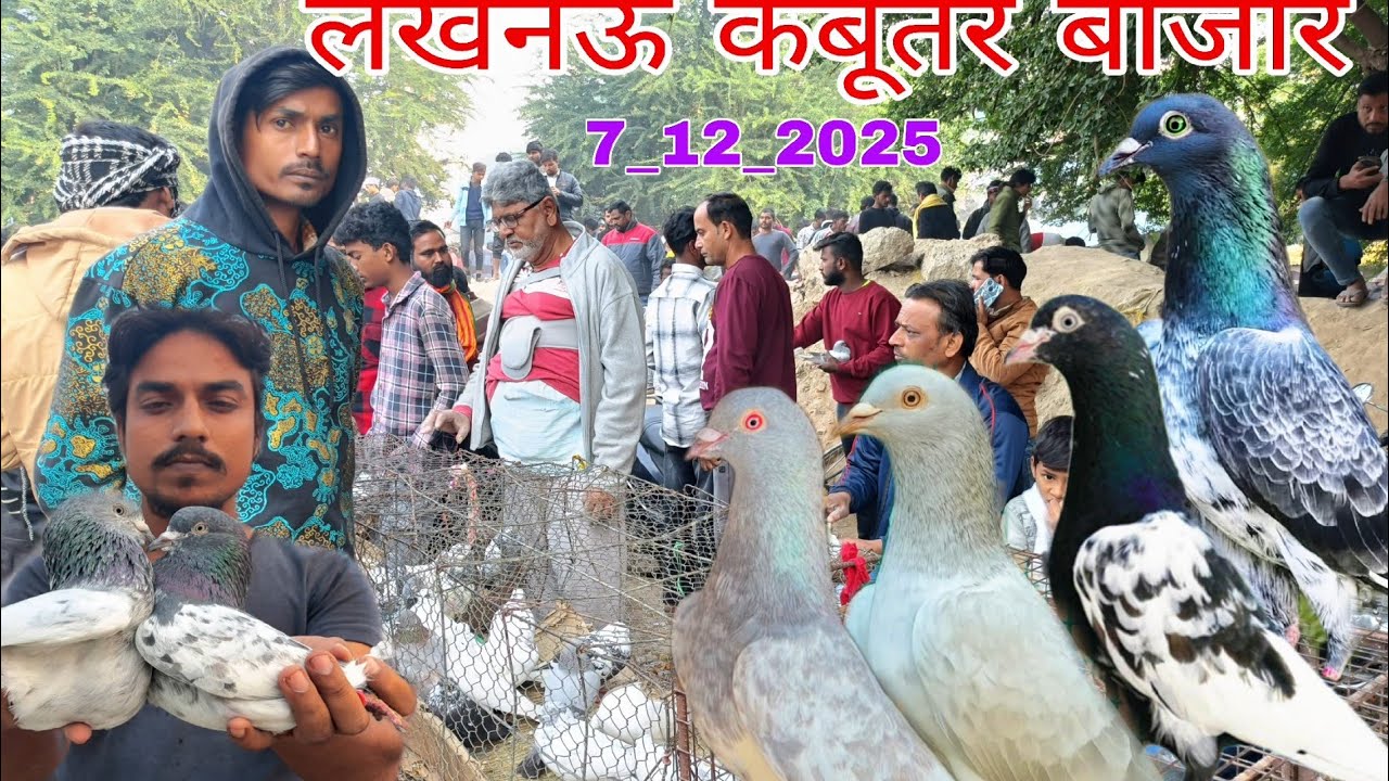 लखनऊ कबूतर बाजार 🫠7_12_25.. लखनऊ नक्खास कबूतर मंडी। 200..300.. में नायब कबूतर🫠Lucknow Kabutar Market