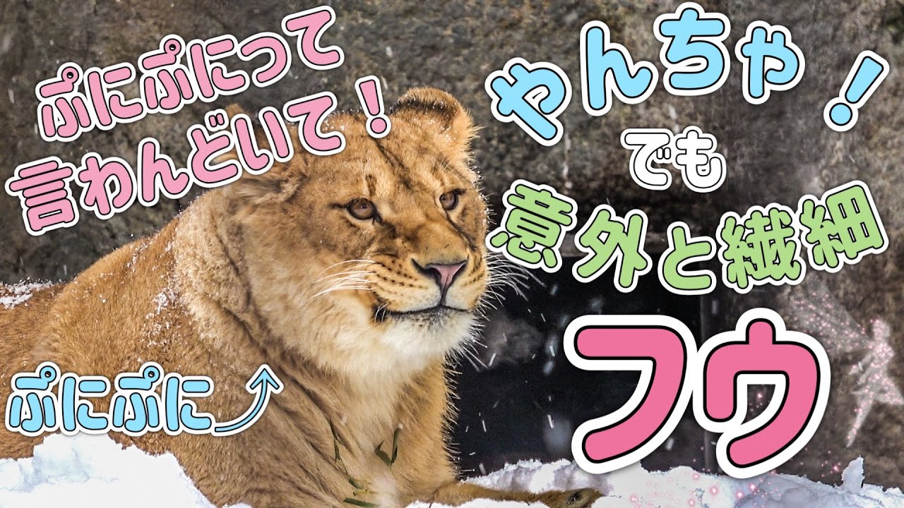 【旭山動物園ライオン】やんちゃだけど意外と繊細！フウ推し目線カメラ✨＆オリトファミリー家族床暖らん＃旭山動物園＃ライオン＃オリトファミリー