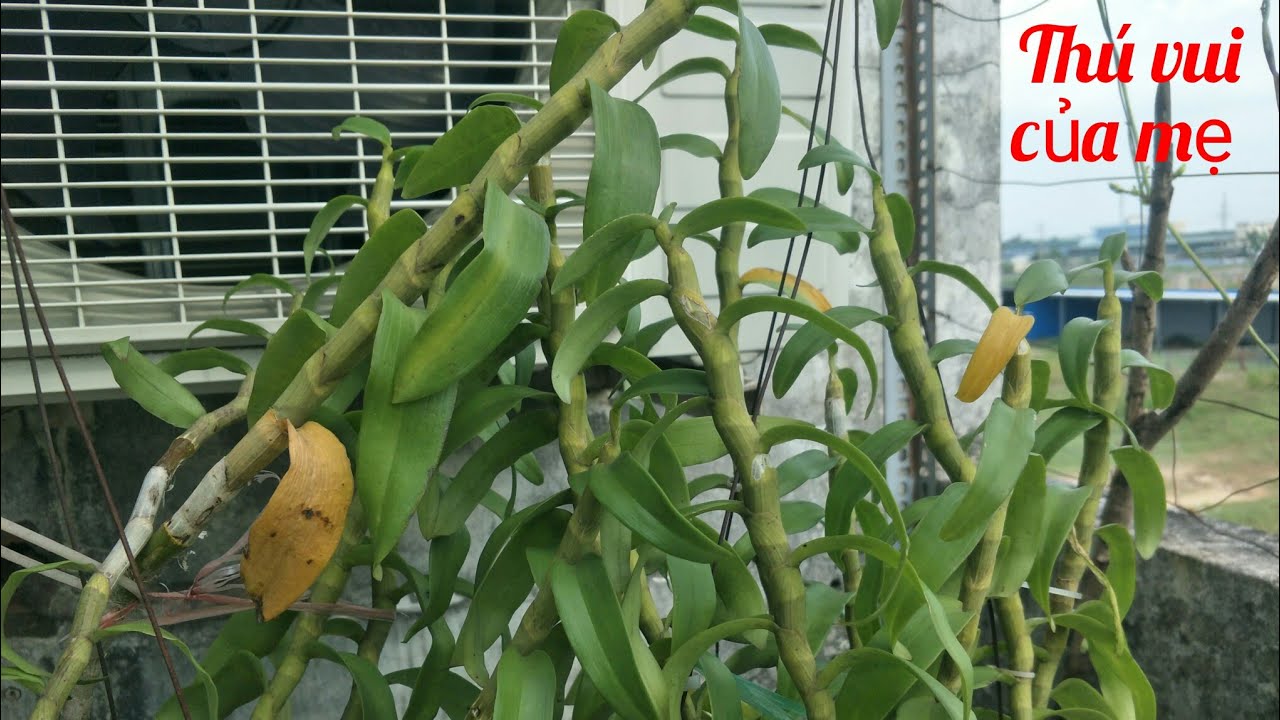 chia sẻ thời điểm cắt nước cho lan trầm rồng đỏ và các dòng lan nở xuân