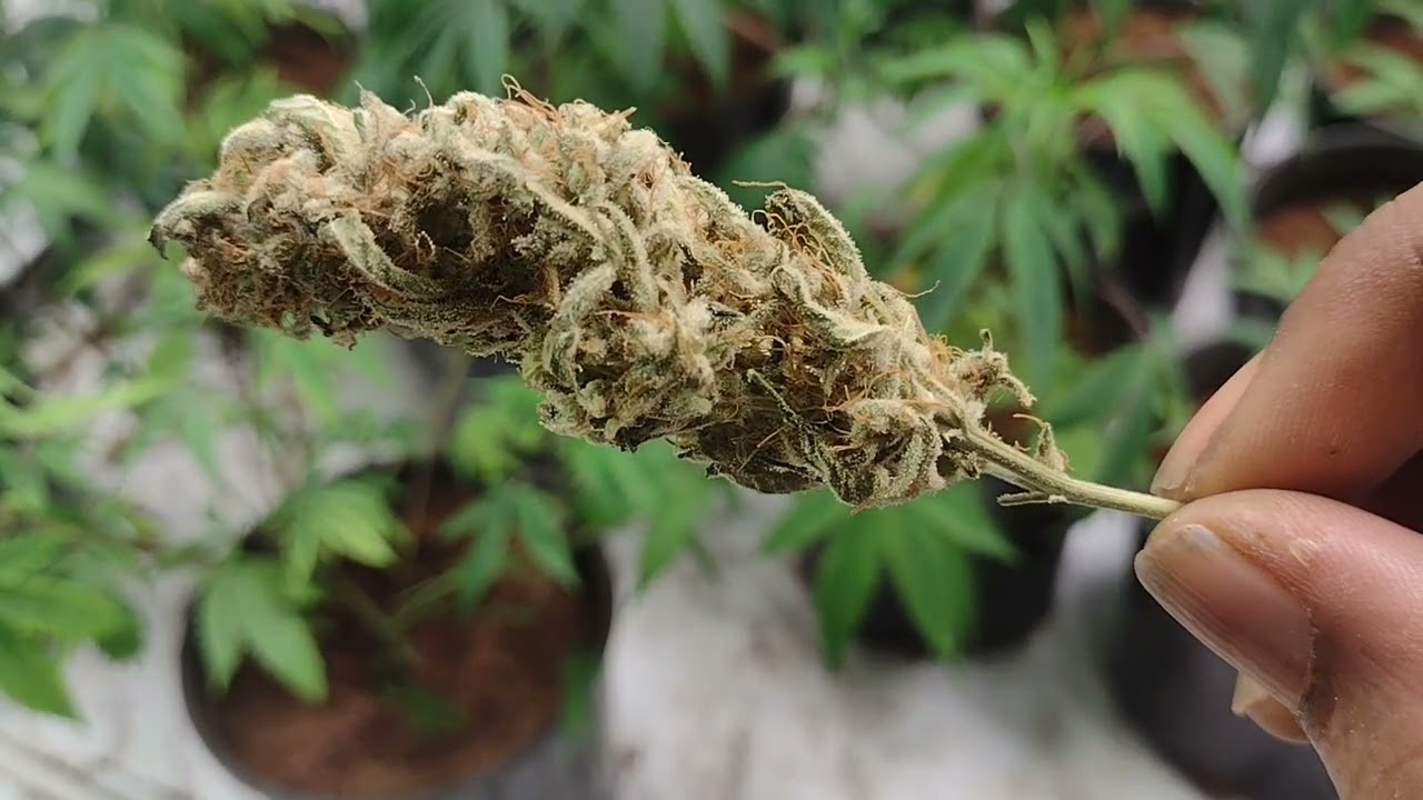 jungle pie harvest Reset and popping exclusive genetics