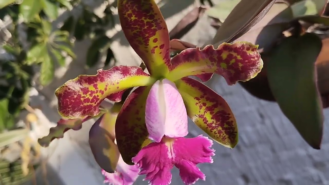 ¡Por fin floreció! Cattleya Dinah Liddell.