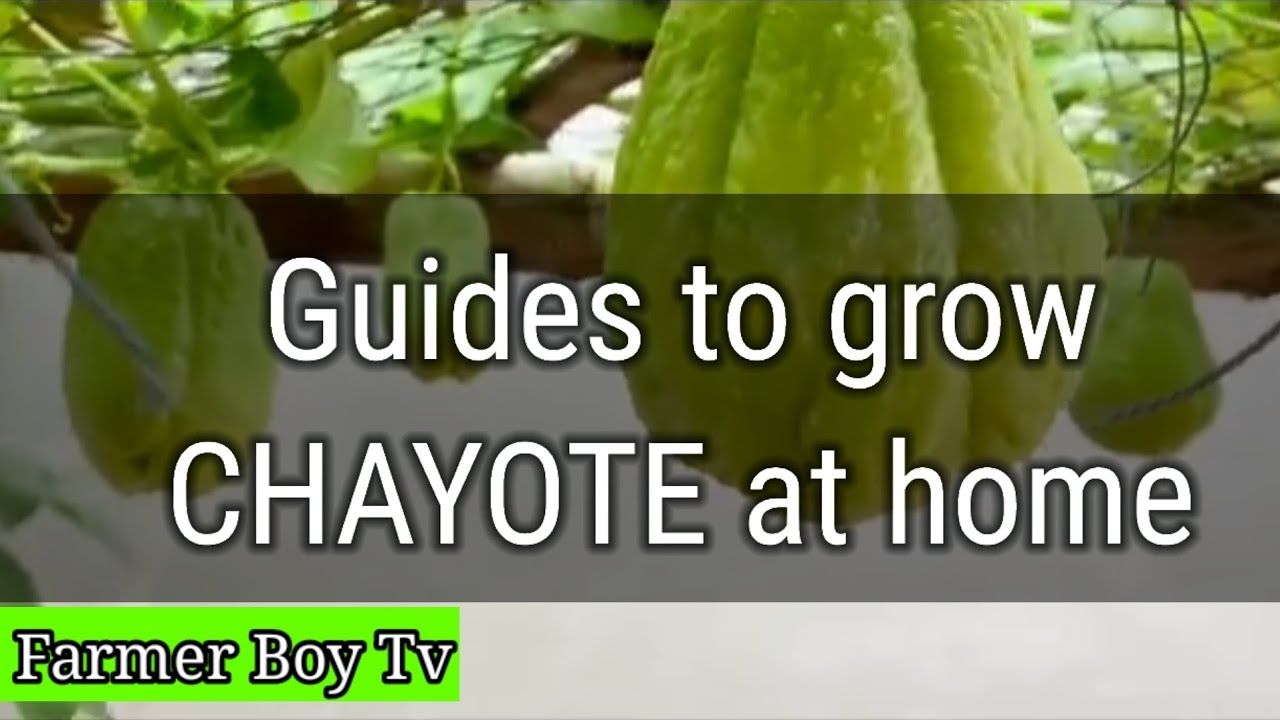 guides to grow chayote (sayote) at home |how to plant sayote