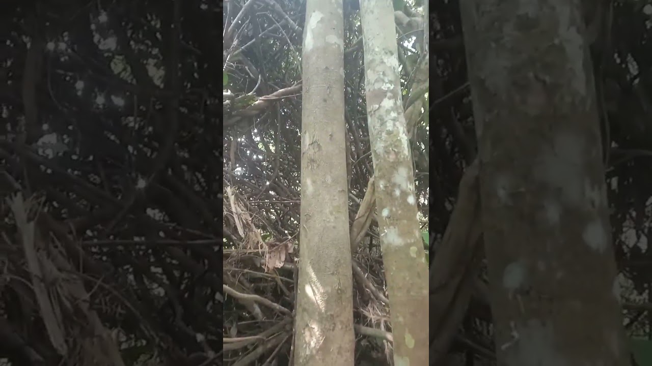Menemukan kayu gaharu di hutan Jambi Jambi Timur