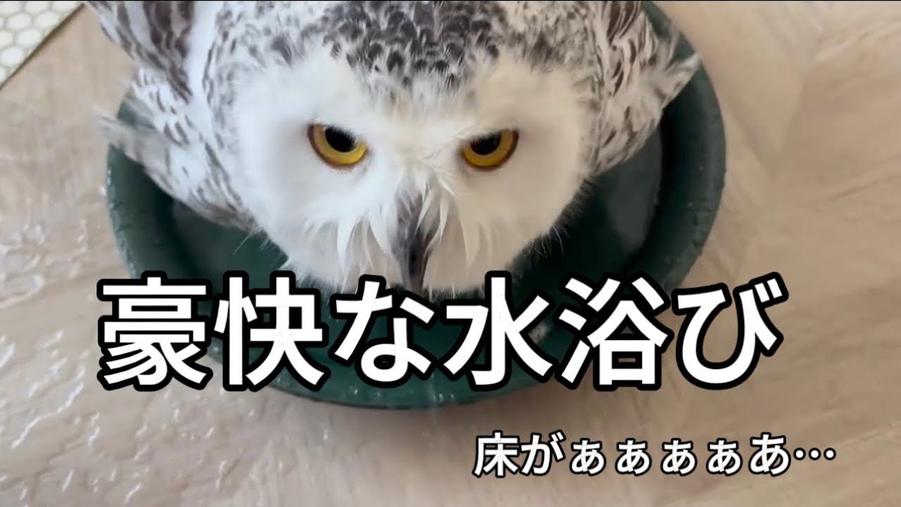朝から豪快な水浴びをするフクロウ