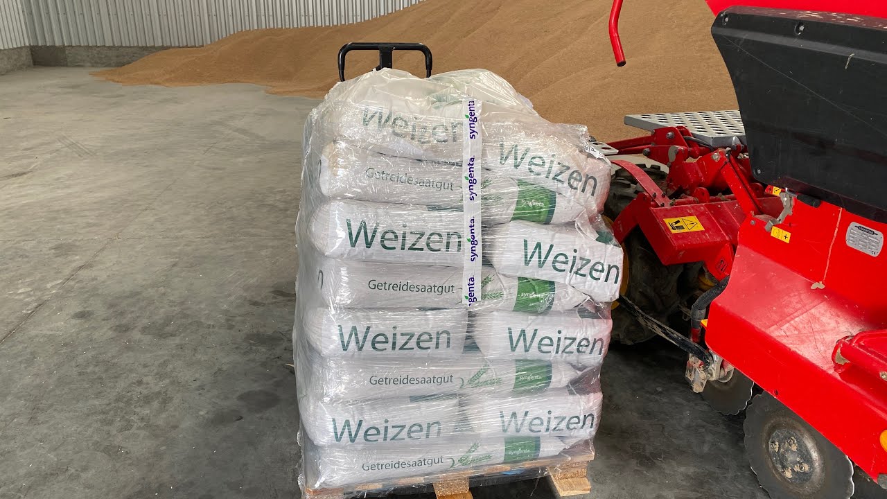 Świeżutki SY Dubaj ładuje prosto w siewniku. Jesteśmy na półmetku siewu.