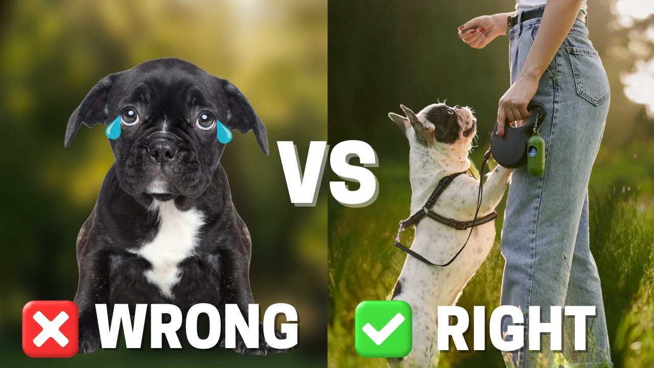 How to Train a French Bulldog: 10 DOs and DON’Ts Every Owner Needs