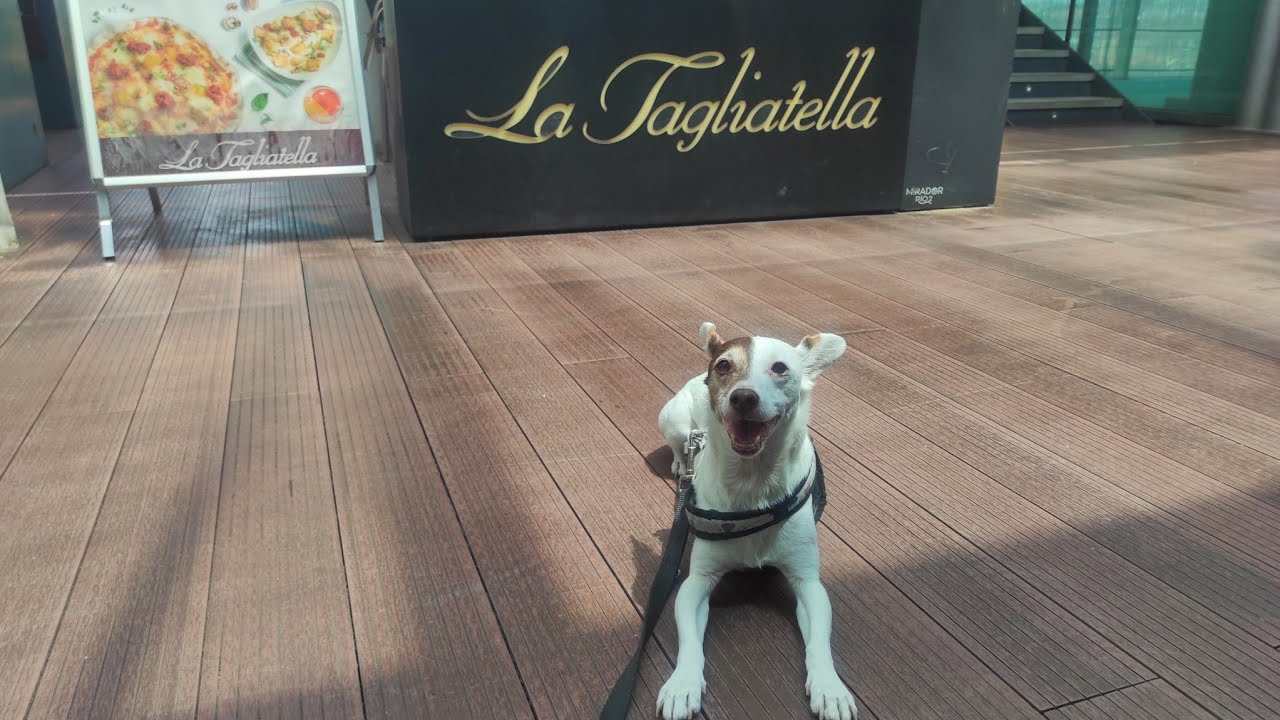 La Tagliatella con perro - restaurantes dogfriendly Madrid - miperritacharlotte MPC