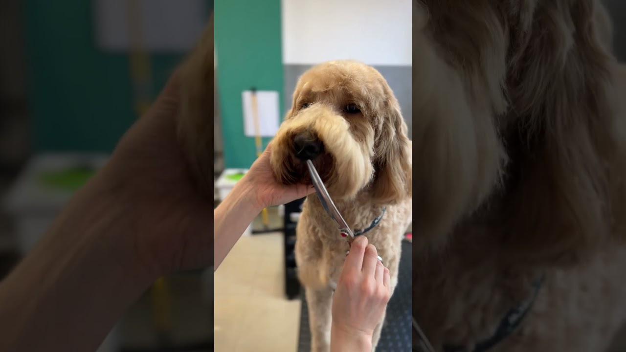 Goldendoodle face trim